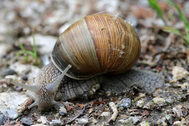 Weinbergschnecke