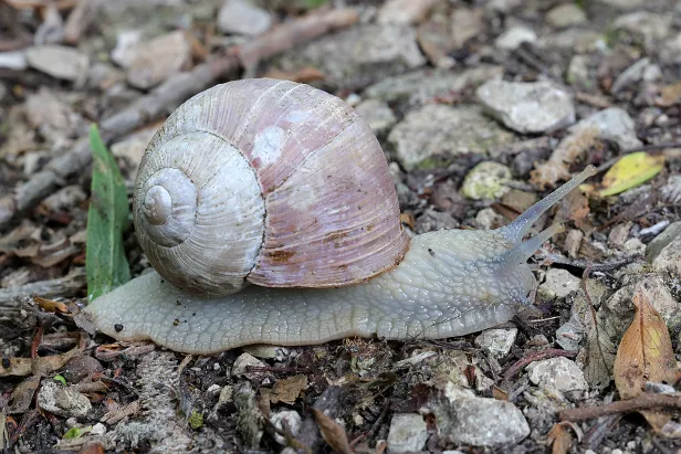 Weinbergschnecke Vogelinsel im Altmühlsee