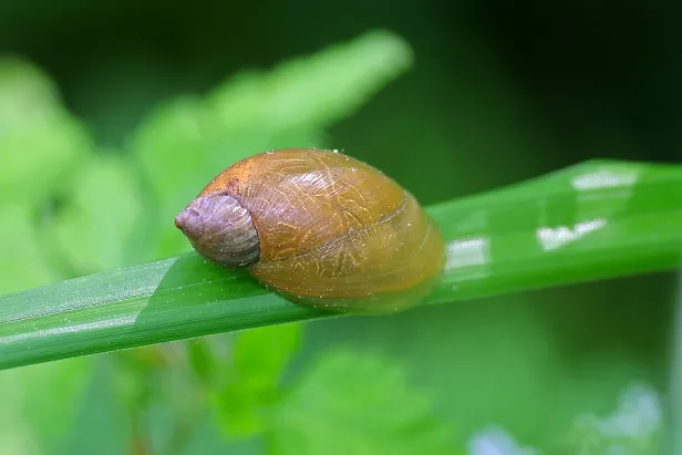 Aufgeblasene Bernsteinschnecke