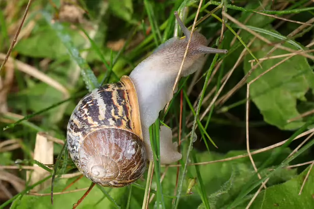 Gefleckte Weinbergschnecke