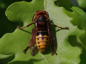 Bienen-Hautflügler