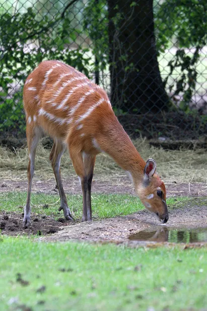 Sitatunga Safaripark Hodenhagen