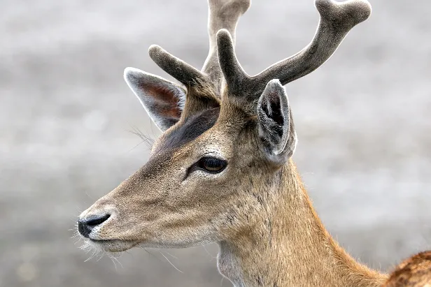 Wapiti Safaripark Hodenhagen