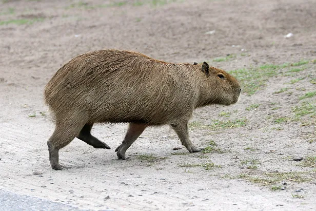 Wasserschwein Safaripark Hodenhagen