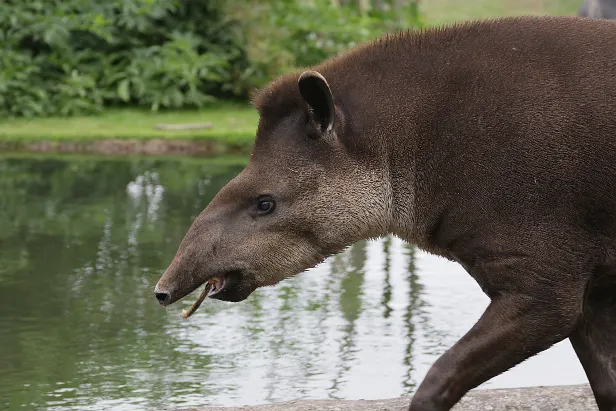 Flachlandtapir Safaripark Hodenhagen