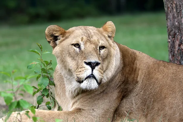 Löwe Safaripark Hodenhagen