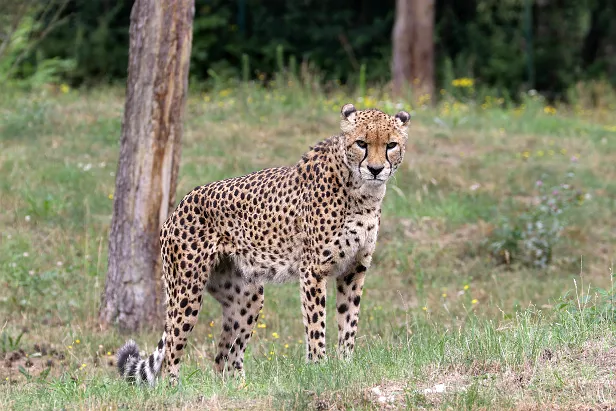 Gepard Safaripark Hodenhagen