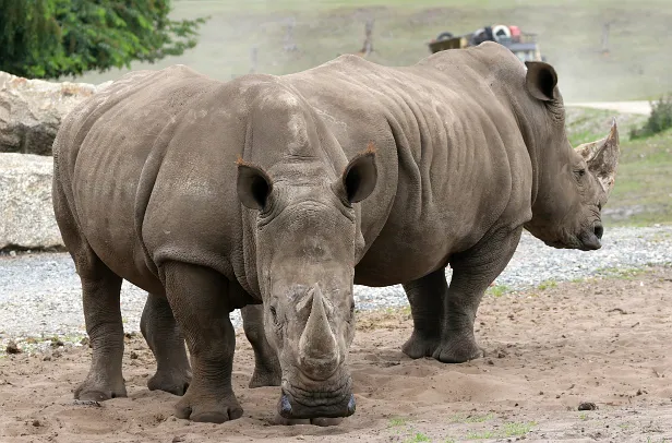 Breitmaulnashorn Safaripark Hodenhagen