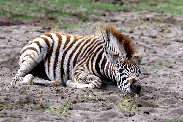 Steppenzebra Safaripark Hodenhagen