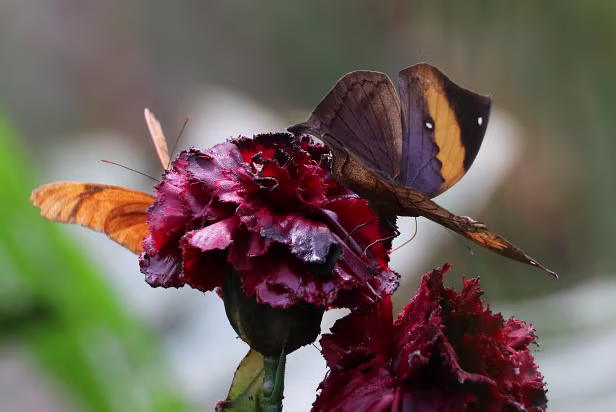 Indisches Blatt