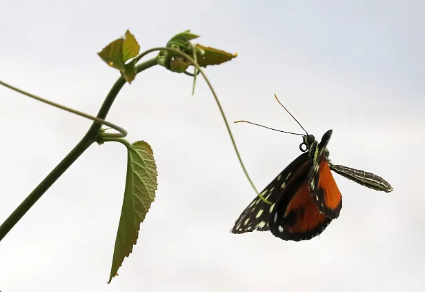 Tiger-Passionsblumenfalter