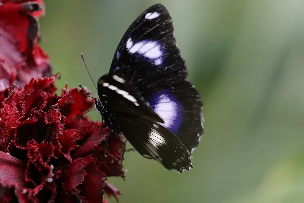 Blauer Mondschmetterling