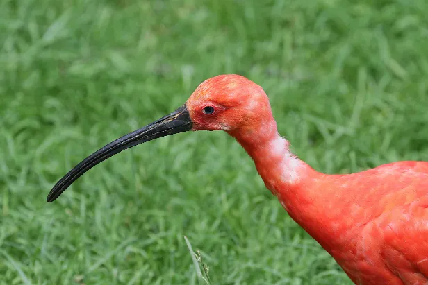 Roter Ibis Weltvogelpark Walsrode