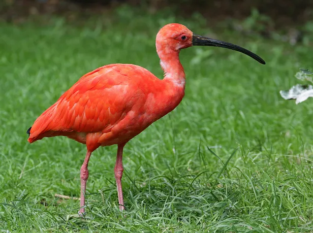 Roter Ibis Weltvogelpark Walsrode