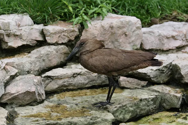 Hammerkopf Weltvogelpark Walsrode