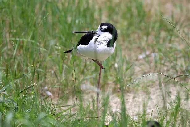 Amerikanische Stelzenläufer Weltvogelpark Walsrode