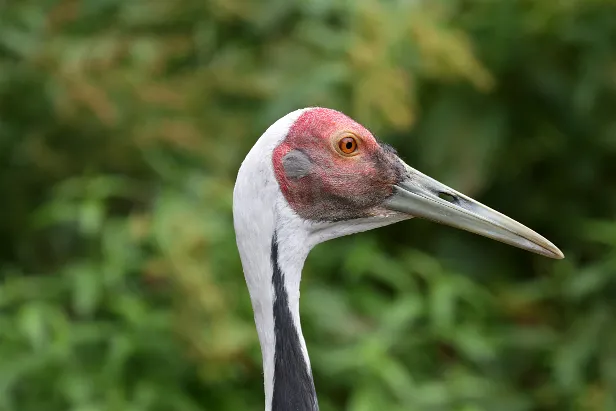 Weißnackenkranich Weltvogelpark Walsrode