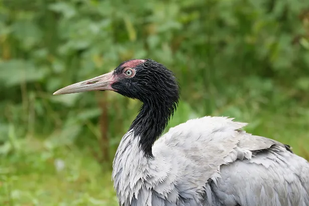 Schwarzhalskranich Weltvogelpark Walsrode