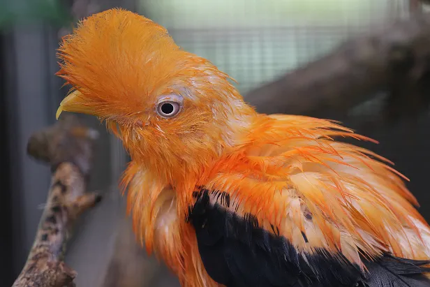 Andenfelsenhahn Weltvogelpark Walsrode