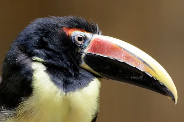 Grünarassari Weltvogelpark Walsrode