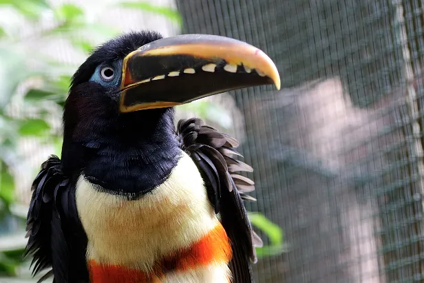 Schwarzkehlarassari Weltvogelpark Walsrode