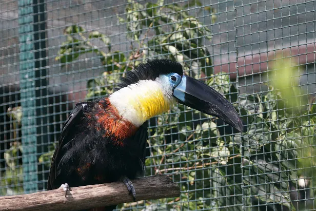 Dotterkehltukan Ramphastos vitellinus -