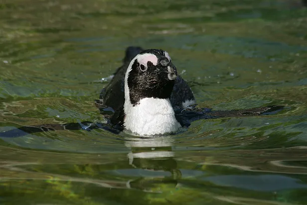 Brillenpinguin