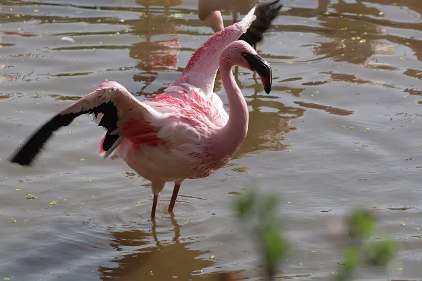 Flamingo