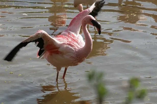 Flamingo