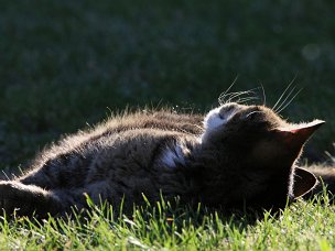 Hund und Katze