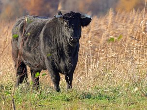 Zootiere