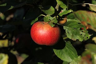 Apfel-005