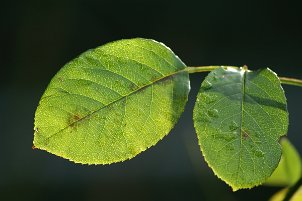 Pflanzen